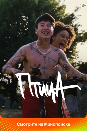 Птица в hd качестве