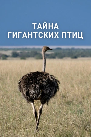 Тайна гигантских птиц в hd качестве