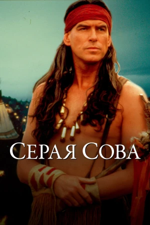 Серая сова в hd качестве