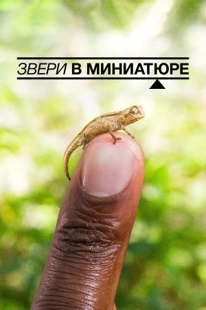 Звери в миниатюре в hd качестве