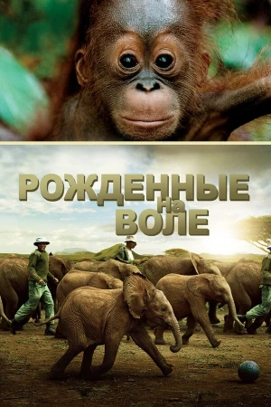Рожденные на воле в hd качестве