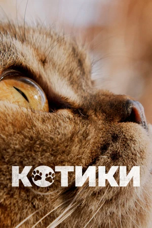 Котики в hd качестве